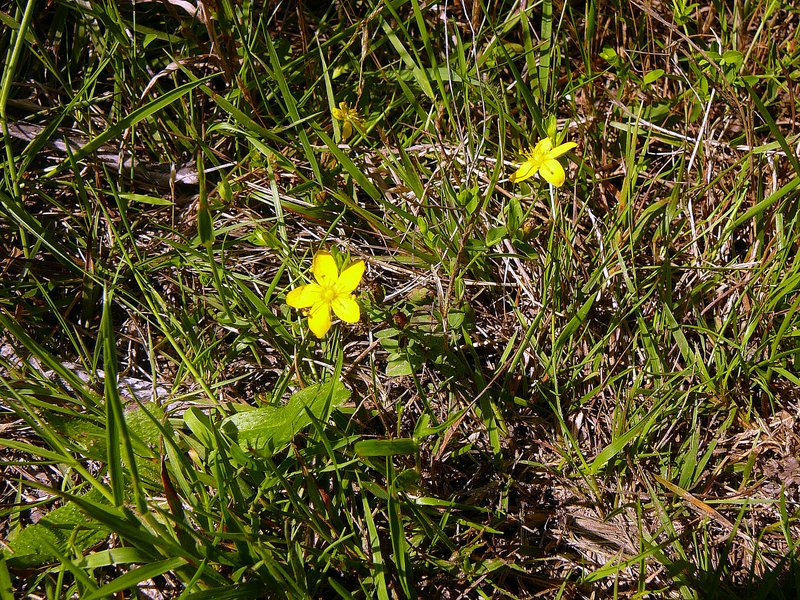 Millepertuis couché